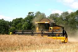 Harvest_2011_10.JPG