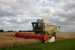 Harvest_2011_15.JPG