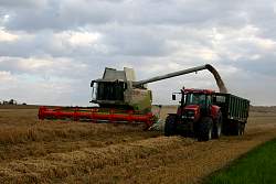 Harvest_2011_16.JPG