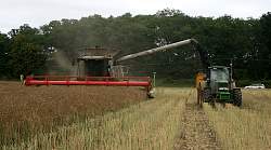 Harvest_2011_26.jpg