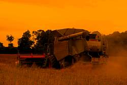 Harvest_2011_28.jpg