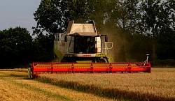 Harvest_2011_37.JPG