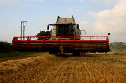 Harvest_2011_40.JPG