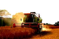 Harvest_2011_42.JPG