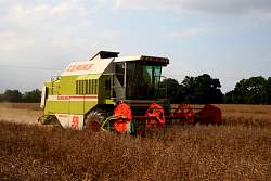 Harvest_2011_43.JPG